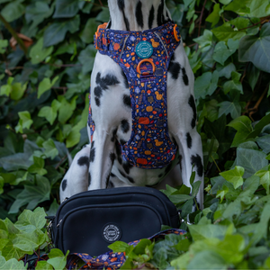 Bewitched Adjustable Dog Harness, Lead, Collar & Dog Walking Bag Bundle