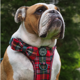 Bow Tie - Colour Drops - Red Highland Tartan