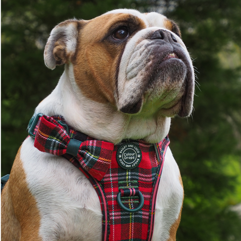 Bow Tie - Colour Drops - Red Highland Tartan