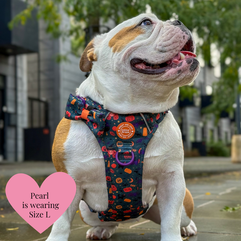 Spellbound Autumn Adjustable Dog Harness, Lead, Collar & Dog Walking Bag Bundle