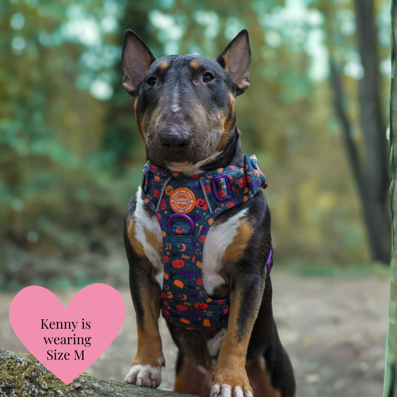 Spellbound Autumn Adjustable Dog Harness, Lead, Collar & Dog Walking Bag Bundle