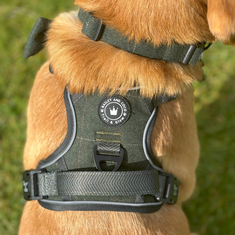 When a big dog decides to go, you need more than a lead.