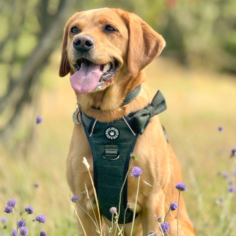 The bigger the dog, the more the harness matters.