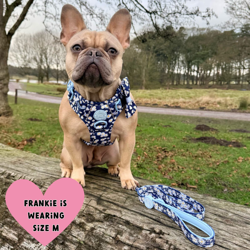 Trail & Glow Dog Harness & Lead Set - Colour Drops - Loves me, Loves me not