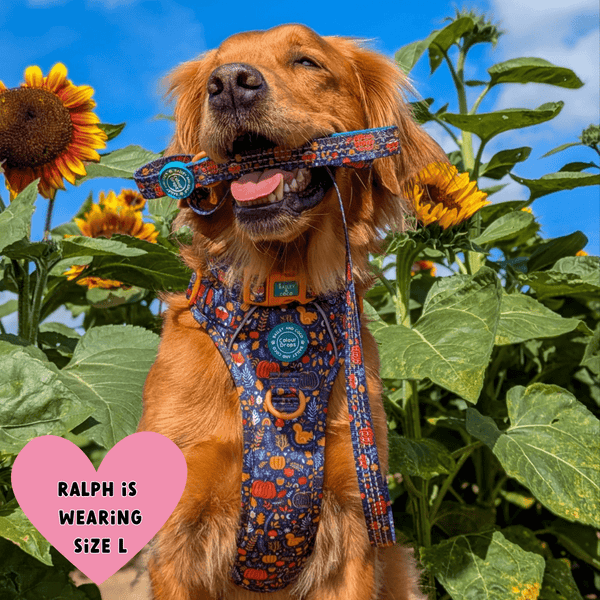 Golden Retriever wearing Trail & Glow® Dog Harness Bundle Set with lead in mouth outside near sunflowers - COLOUR DROPS® - Bewitched - Bailey and Coco