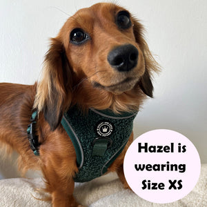 dachshund wearing a dog harness