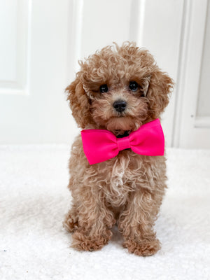 Bow Tie - The Hot Pink One.