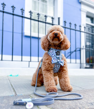 Glow Harness® and Lead Set - Pupfluencer Little King.