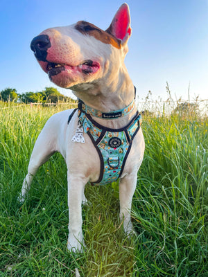 Trail & Glow® Collar - All I Avo Wanted.