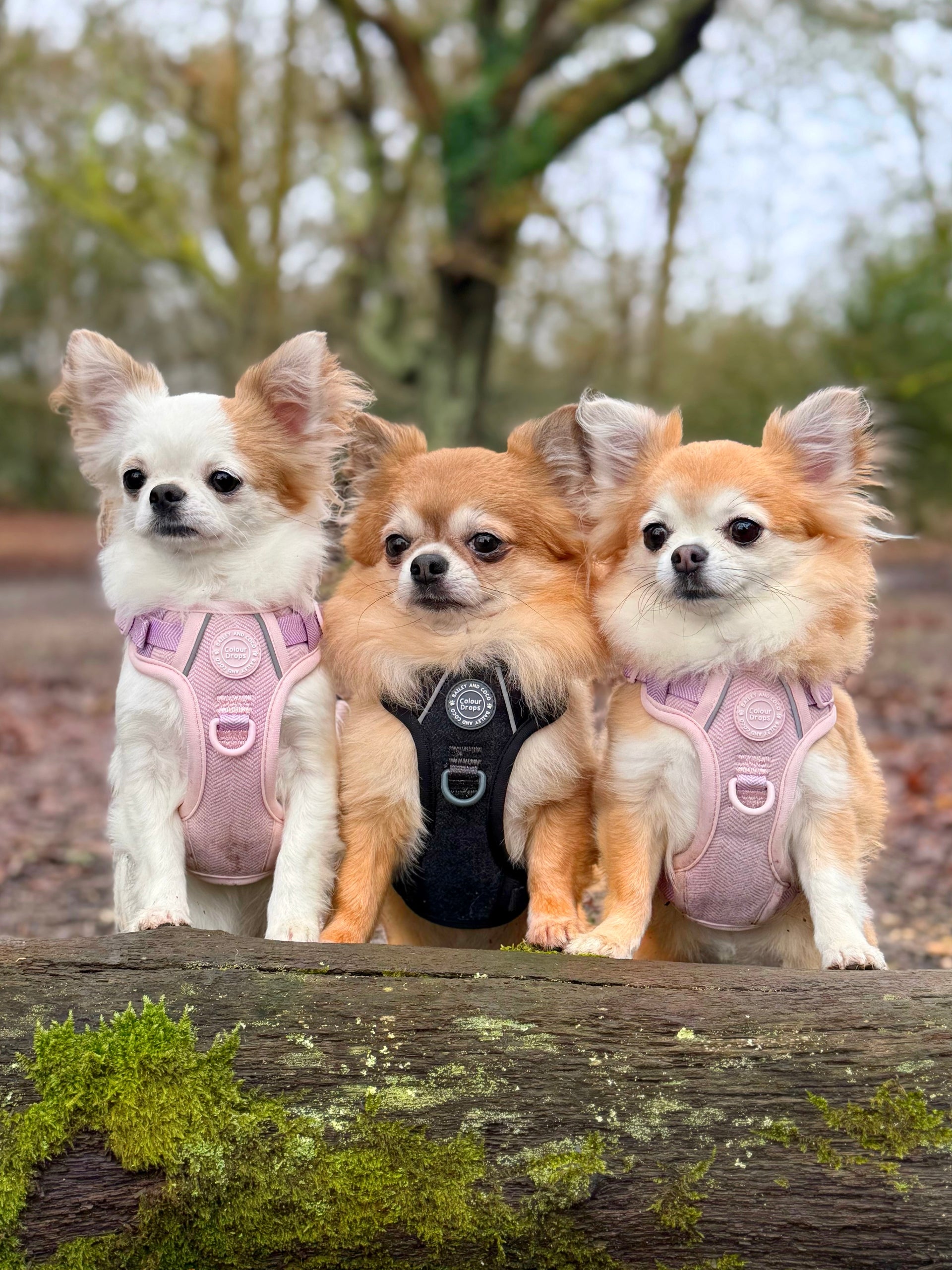 The Tweeds Everyone's Been Waiting For.