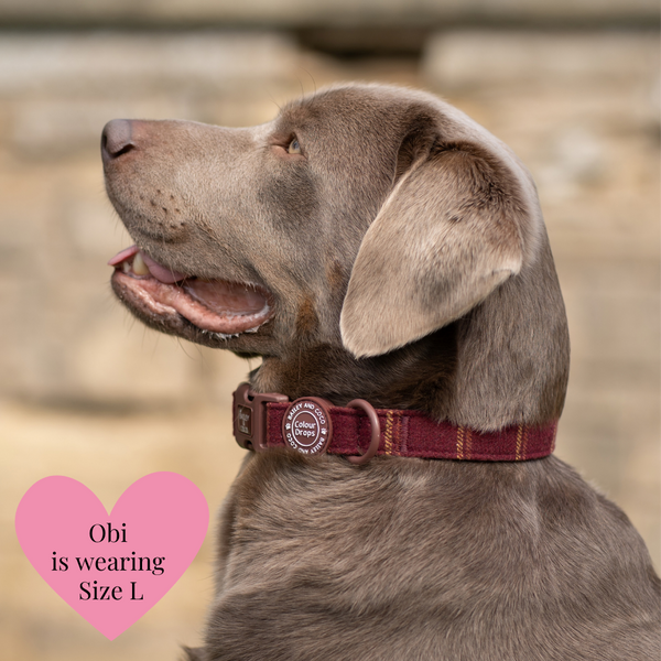 Adjustable Collar - Colour Drops - Mulberry Plaid - alternate view