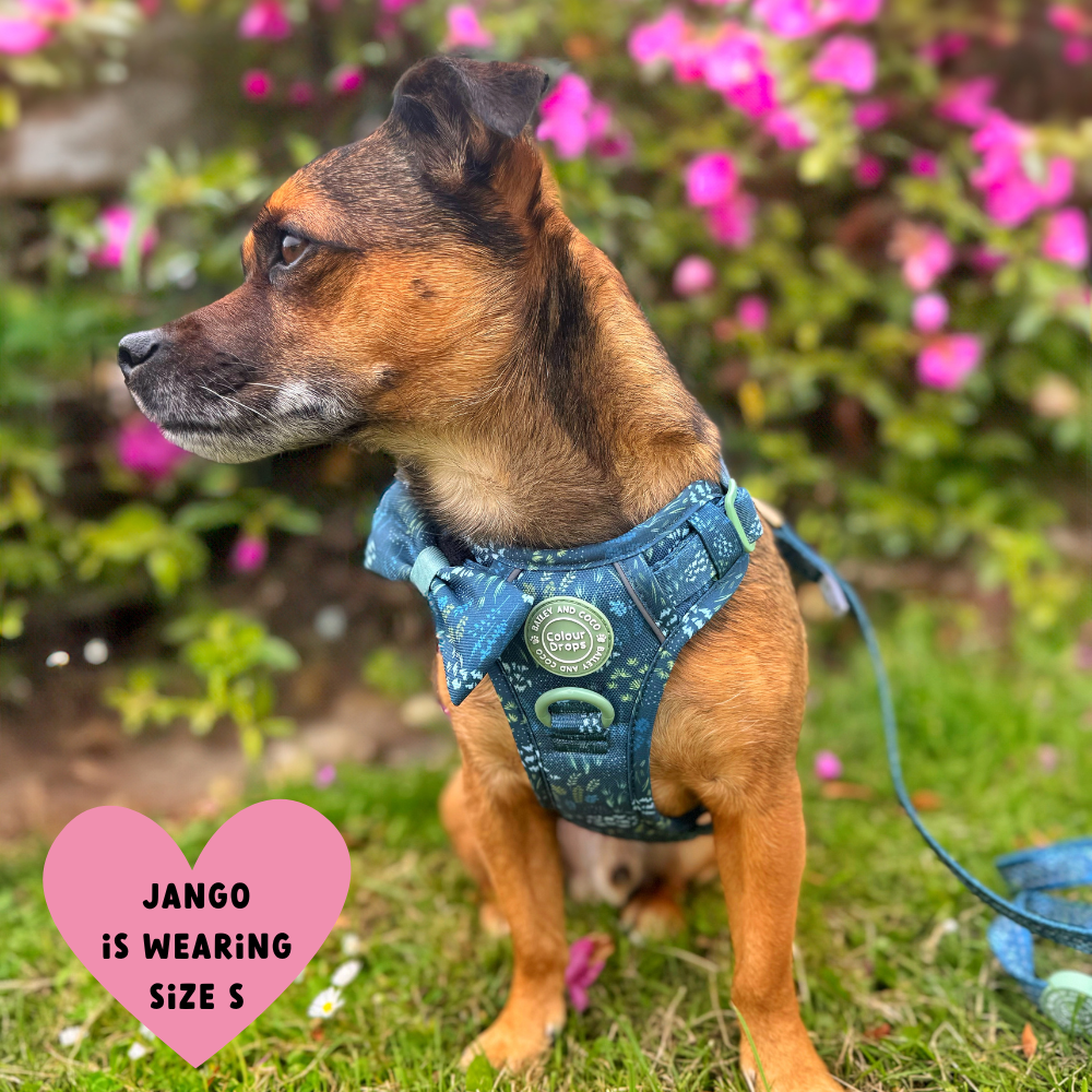 Trail & Glow Dog Harness - COLOUR DROPS® - Touch Grass