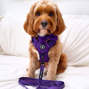 Trail & Glow® Fabric Dog Lead 5ft - The Royal Purple One.