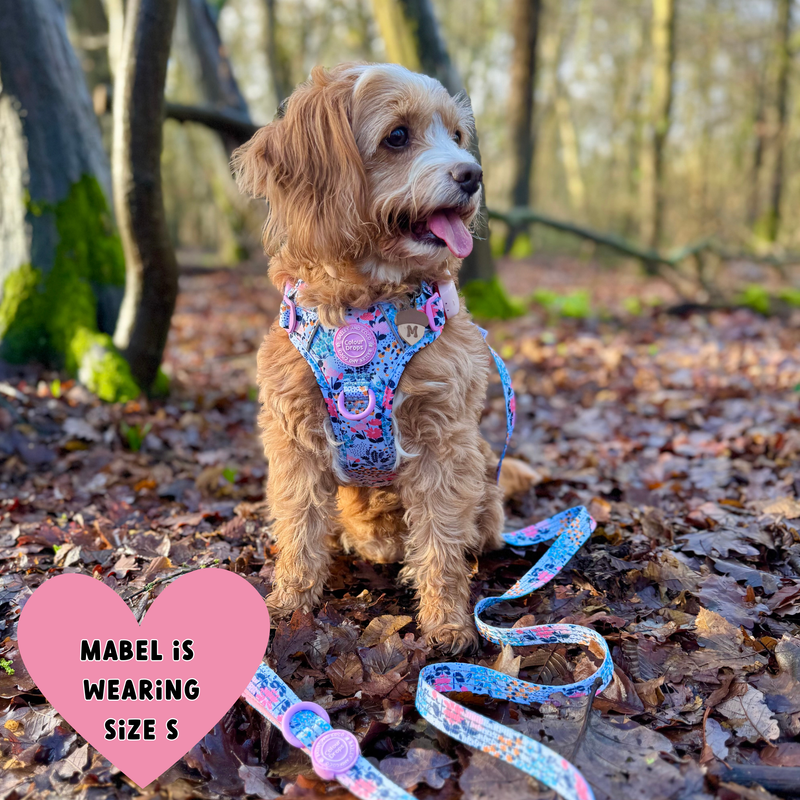Trail & Glow Dog Harness & Lead Set - Colour Drops - Spring Dreams