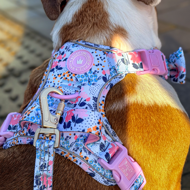 Trail & Glow Dog Harness & Lead Set - Colour Drops - Spring Dreams
