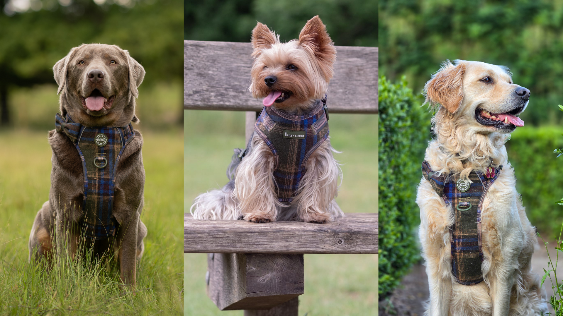Walkies just got a little more Mayfair