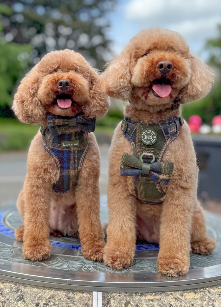 Walkies just got a little more Mayfair