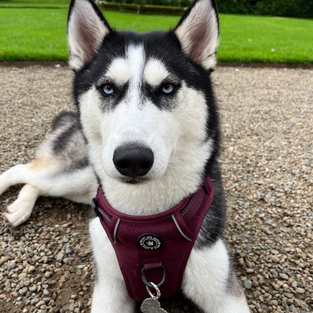 Husky wearing a Mulberry Tweed Trail and Glow dog harness in size XL from Bailey and Coco