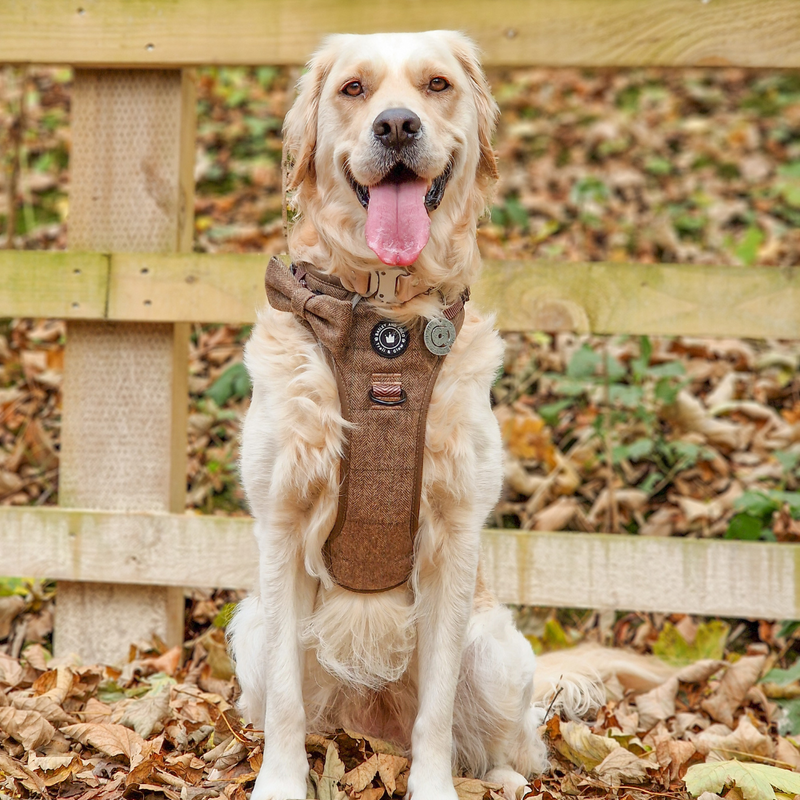 A collar on a big dog that pulls is doing serious damage.