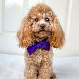 Bow Tie - The Royal Purple One.