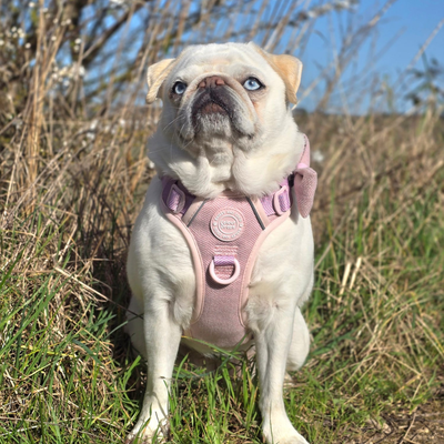 Pug