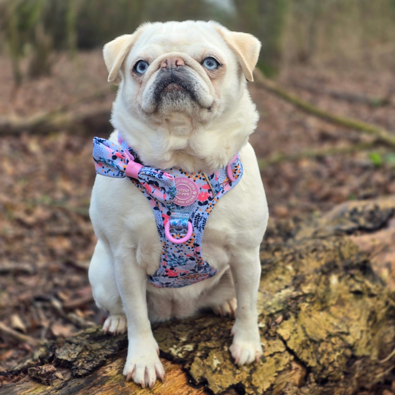 Small dogs have the most fragile necks. Collar pressure damages them fastest.