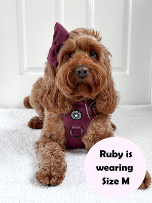 cockapoo dog wearing a tweed dog harness
