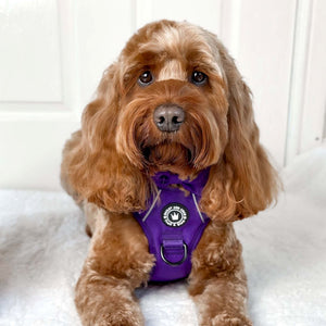 Trail & Glow® Dog Harness - The Royal Purple One.