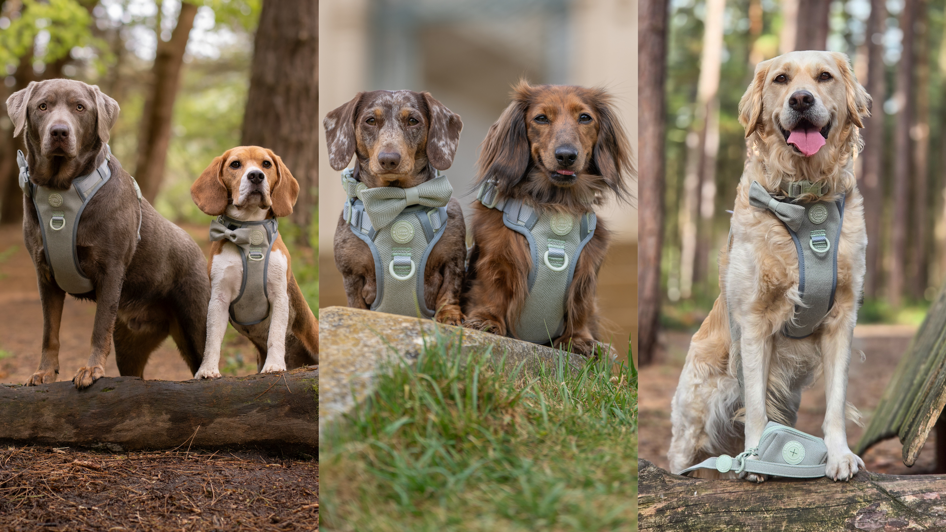 Your Dog’s New Favourite Tweed