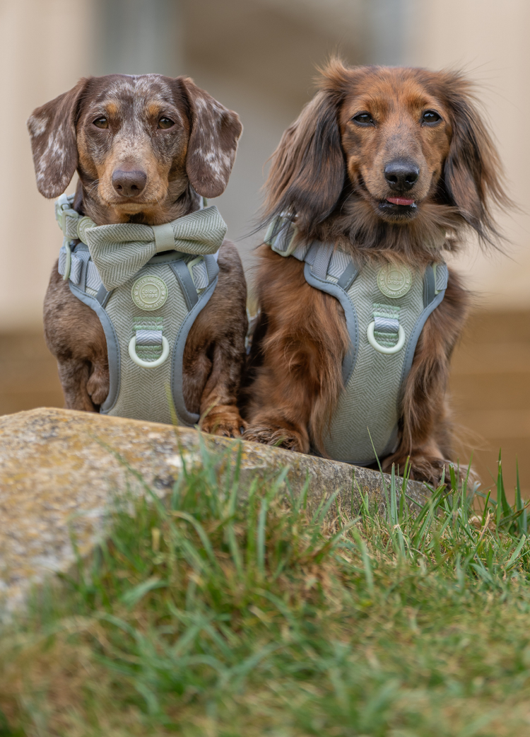 Your Dog’s New Favourite Tweed