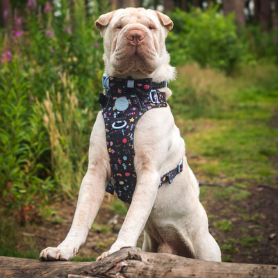 Shar Pei