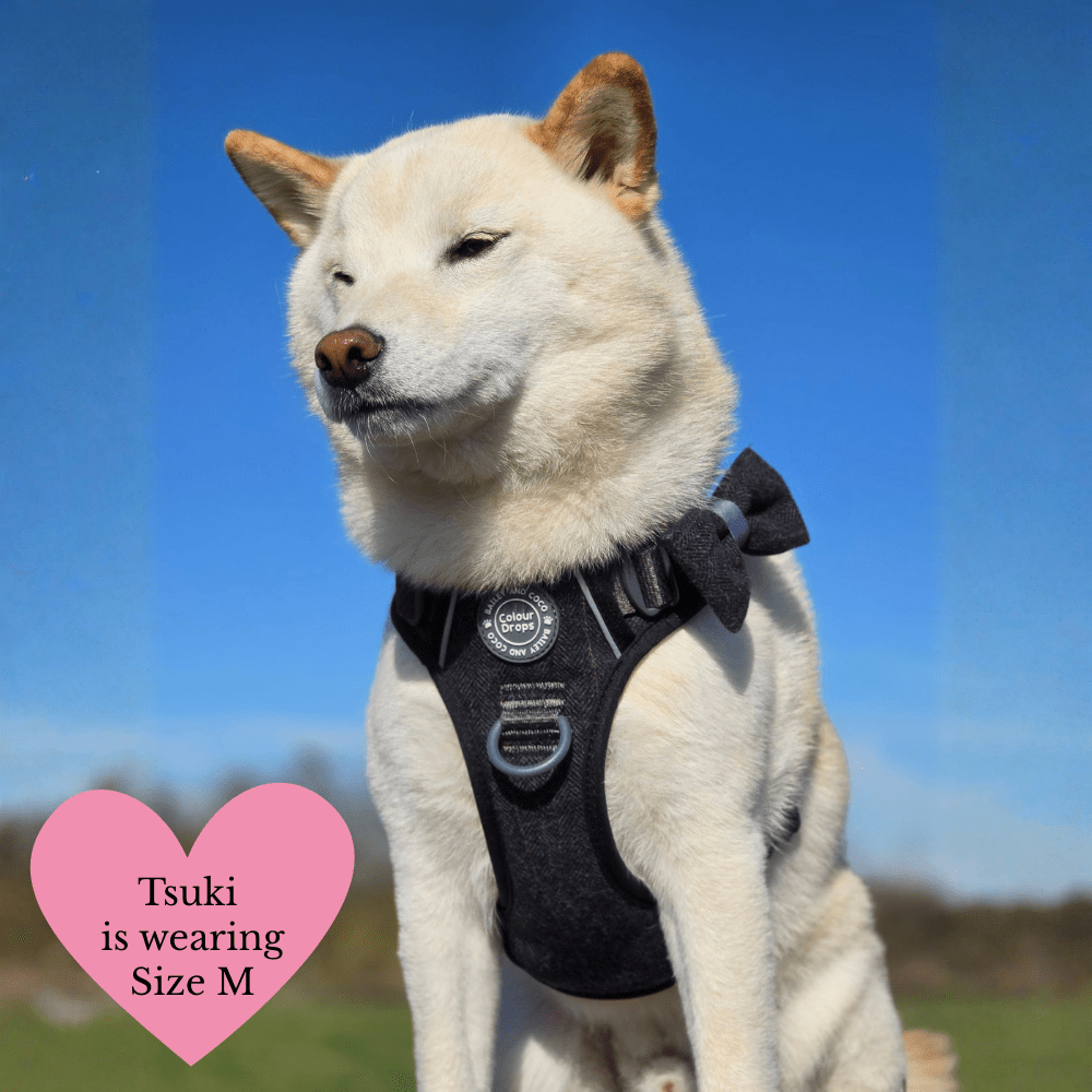 Shiba Inu wearing a Charcoal Tweed Trail and Glow dog harness in size M from Bailey and Coco