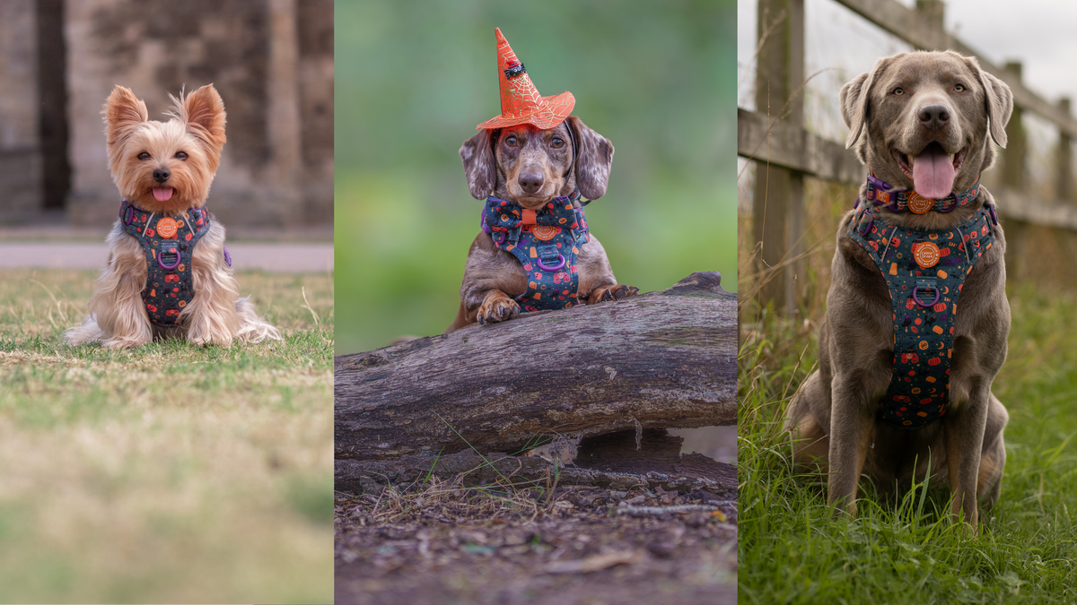 A Little Magic. Built for Walkies
