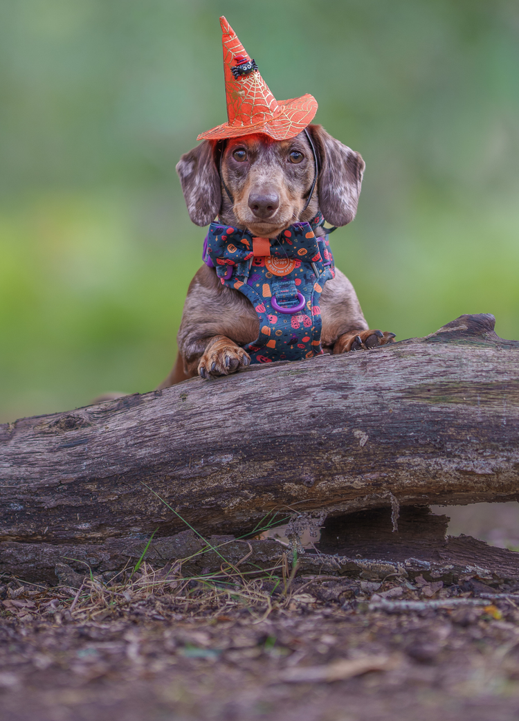 A Little Magic. Built for Walkies