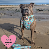 Trail & Glow Dog Harness & Lead Set - Colour Drops - Dino Party