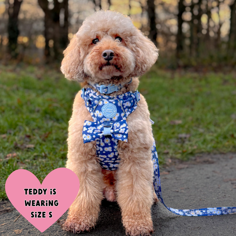 Bow Tie - Colour Drops - Loves me, Loves me not