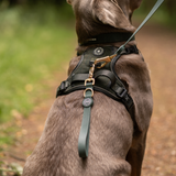 Hands-Free Double Ended Dog Lead Complete Set – Mulberry.
