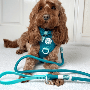Rope Dog Lead COLOUR DROPS® - Ice Teal