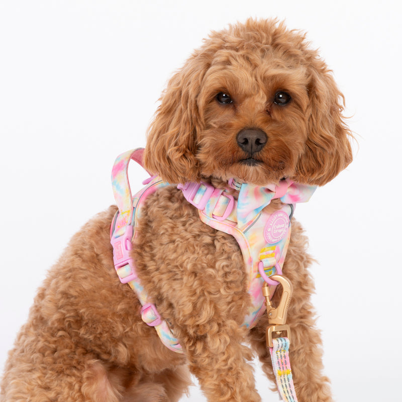 Trail & Glow Dog Harness & Lead Set - Colour Drops - Candy Floss