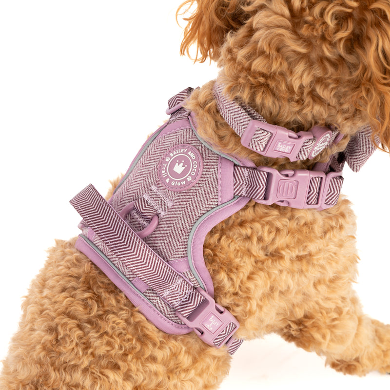 Adjustable Collar - Colour Drops - Plum Tweed
