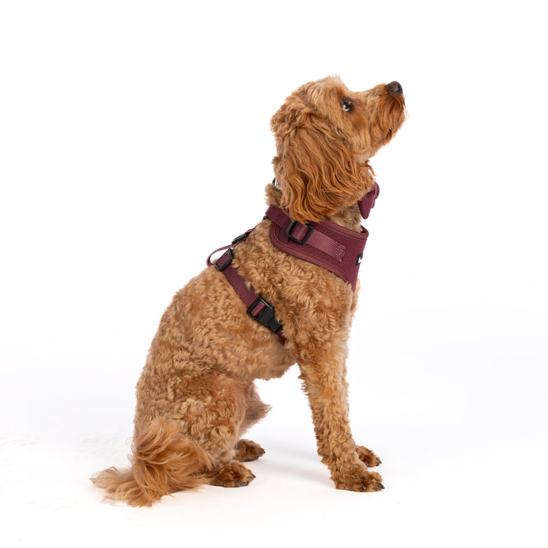 Adjustable Dog Harness Bundle Set - Mulberry Tweed.