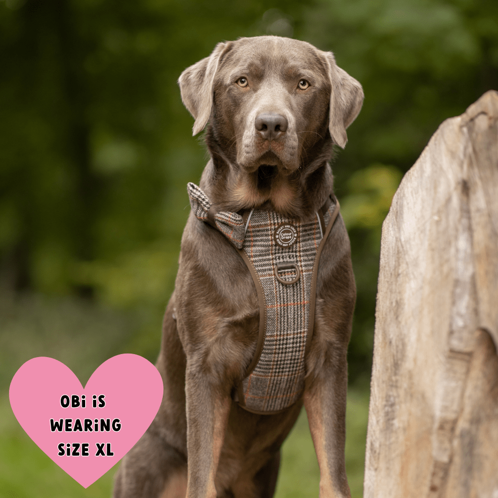 Adjustable Collar - Colour Drops - Heritage Plaid - Bailey and Coco (UK)
