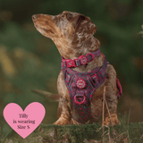 Adjustable Collar - Colour Drops - Jingle Berry - Bailey and Coco (UK)