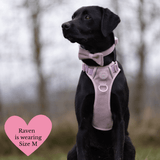 Adjustable Collar - Colour Drops - Lavender Tweed - Bailey and Coco (UK)