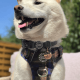 Adjustable Collar - Colour Drops - Mayfair Tweed - Bailey and Coco (UK)