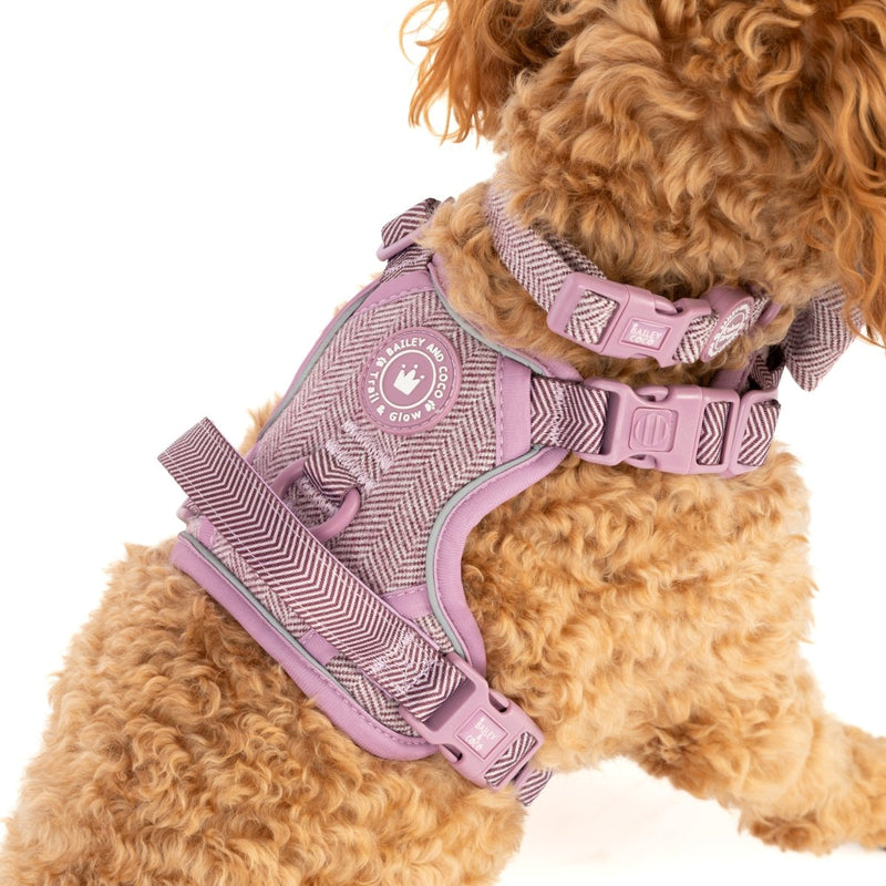 Adjustable Collar - Colour Drops - Plum Tweed - Bailey and Coco (UK)