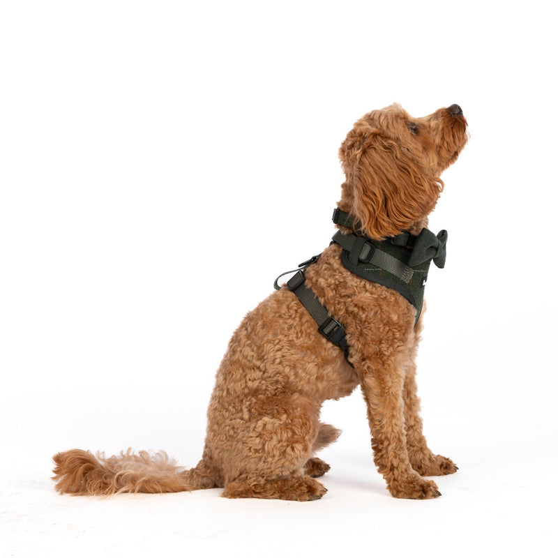Adjustable Dog Harness Bundle Set - Forest Tweed - Bailey and Coco (UK)