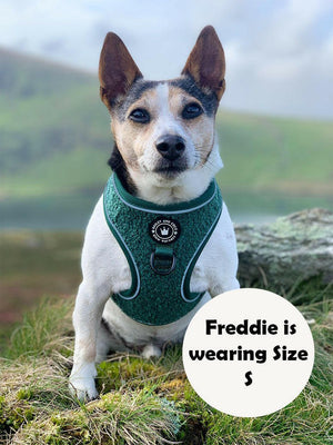 Adjustable Glow Harness® - Emerald Teddy - Bailey and Coco (UK)