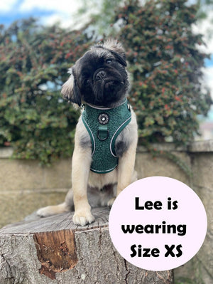 Adjustable Glow Harness® - Emerald Teddy - Bailey and Coco (UK)