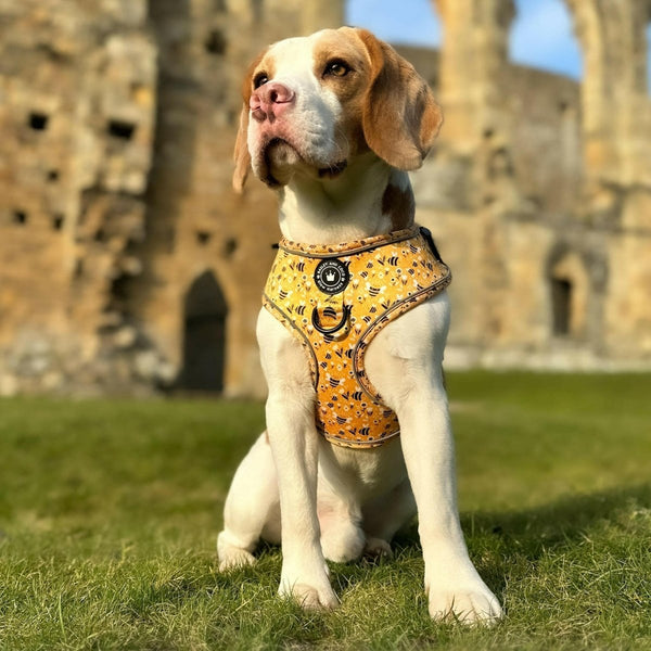 Adjustable Glow Harness® - Wanna-Bee - alternate view